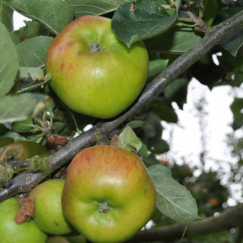 Bramley as an espalier?