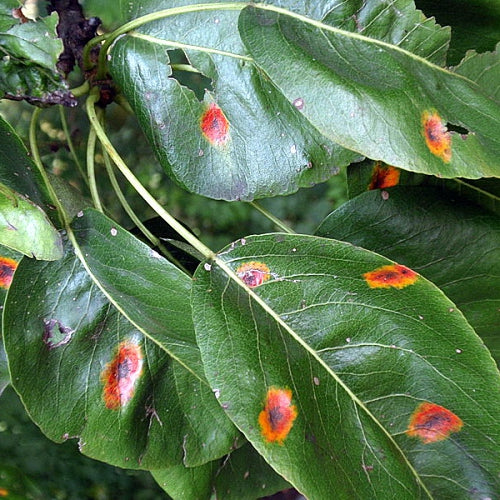 Pear Rust