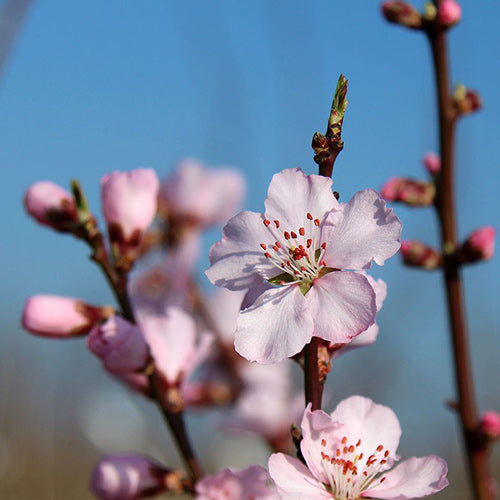 Almond (Ingrid)