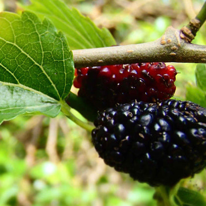 Black Mulberry- King James (Chelsea)