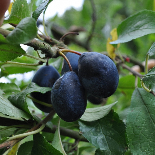 Farleigh Damson