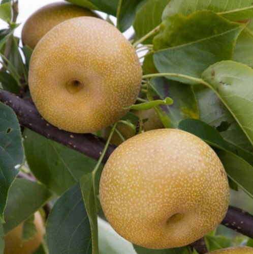 Asian Pear - Kumoi – Southern Fruit Trees