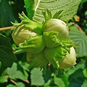 Nottingham Cobnut – Southern Fruit Trees