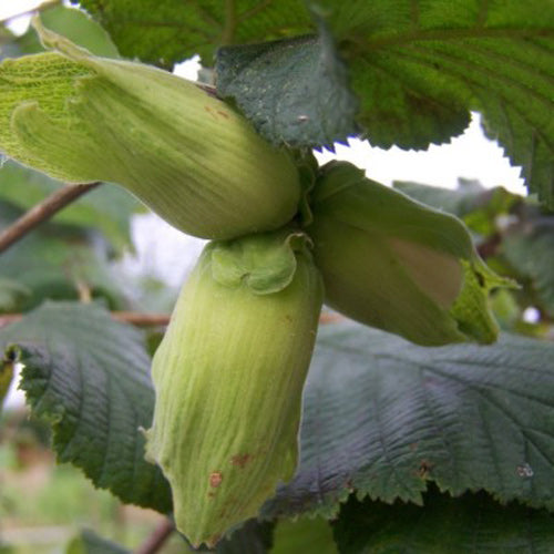 Webbs Cobnut