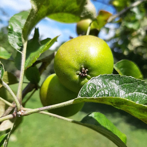 Cornish Honeypin