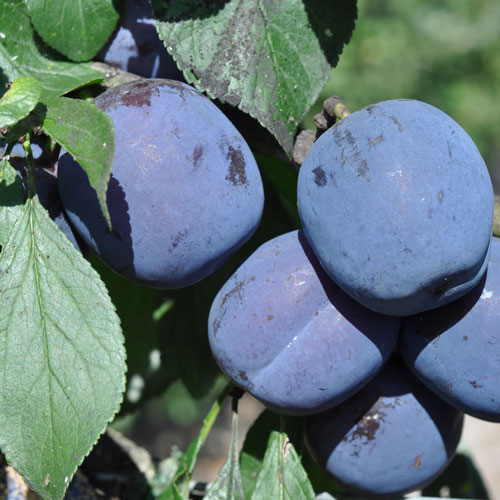 Southern Fruit Trees - Supplying fruit trees across the UK