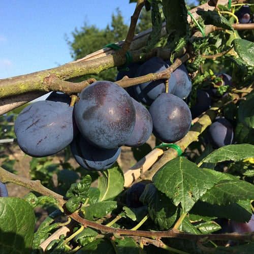 Merryweather Damson